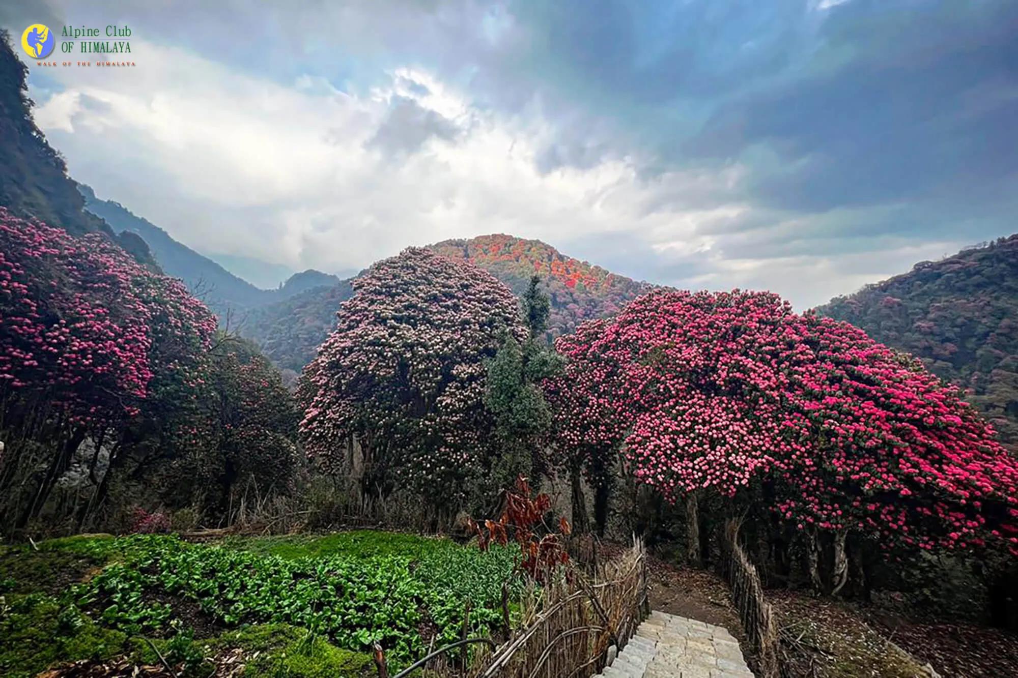 ghorepani_e3tzts