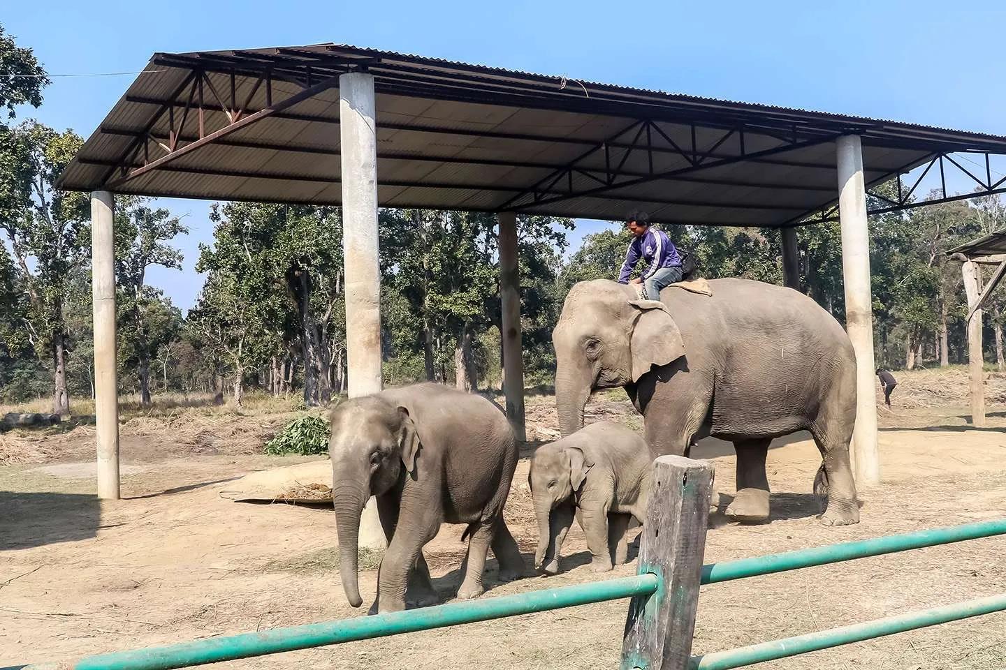 elephant-breeding-center_wqqklx