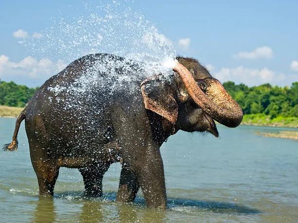elephant-shower-1_wokvyg