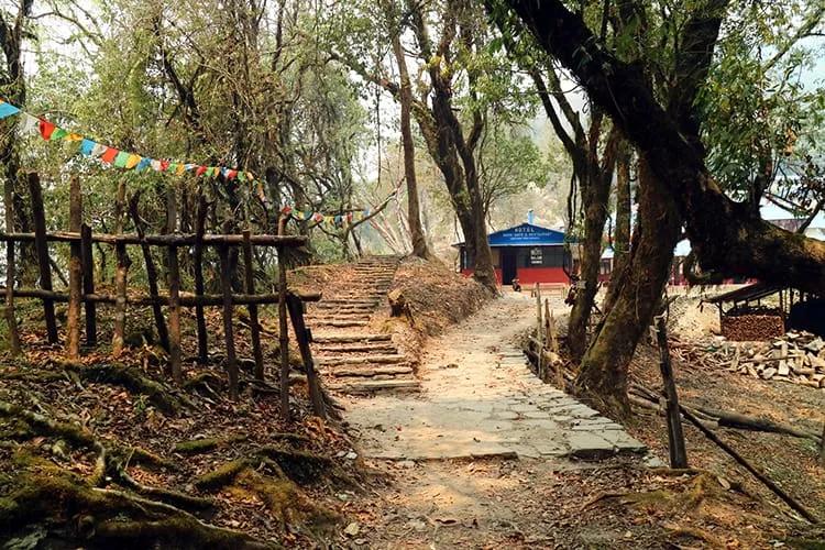 forest-camp-2_srgbgn
