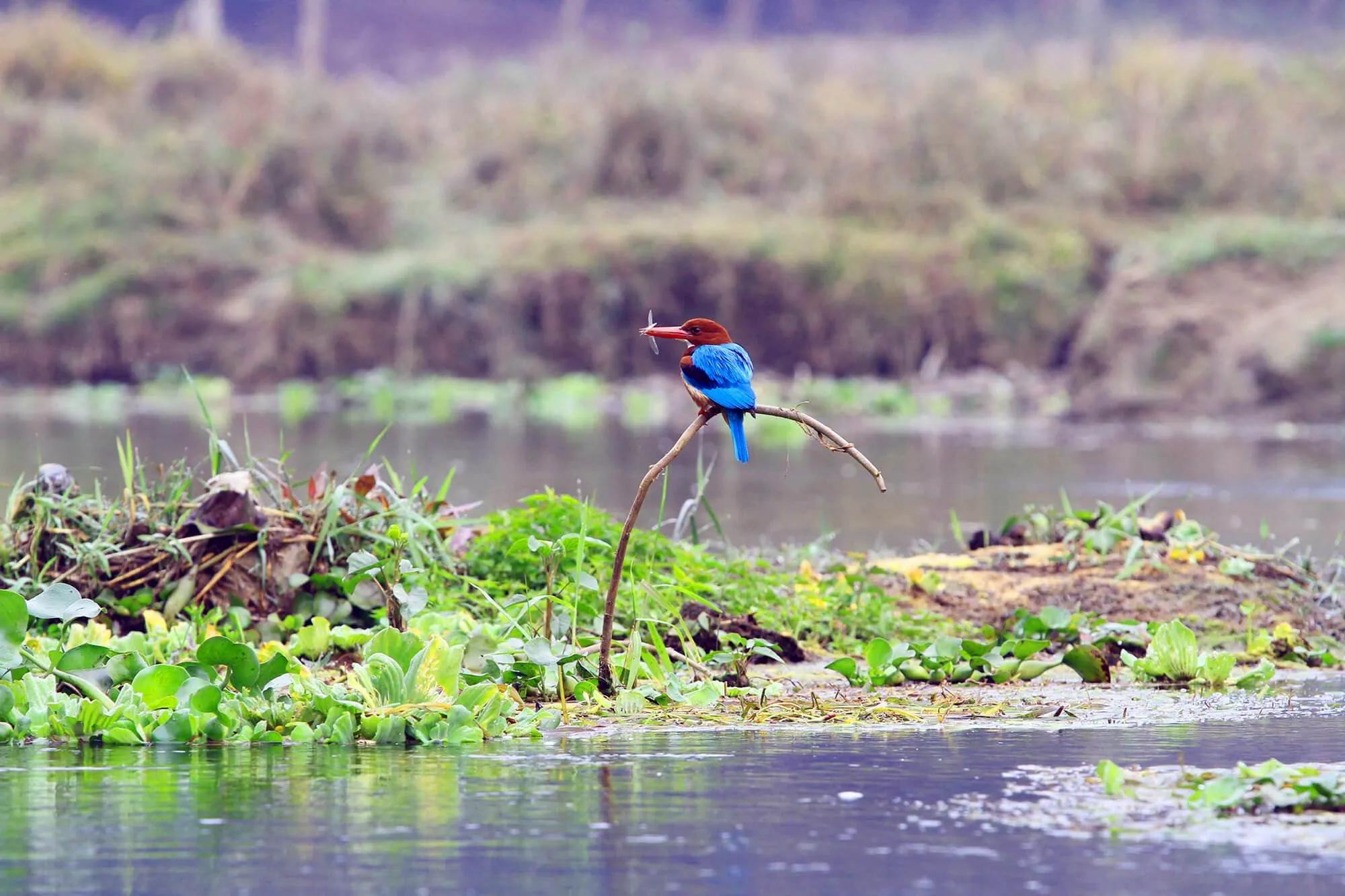 bird-watching-chitwan_vc6k4f