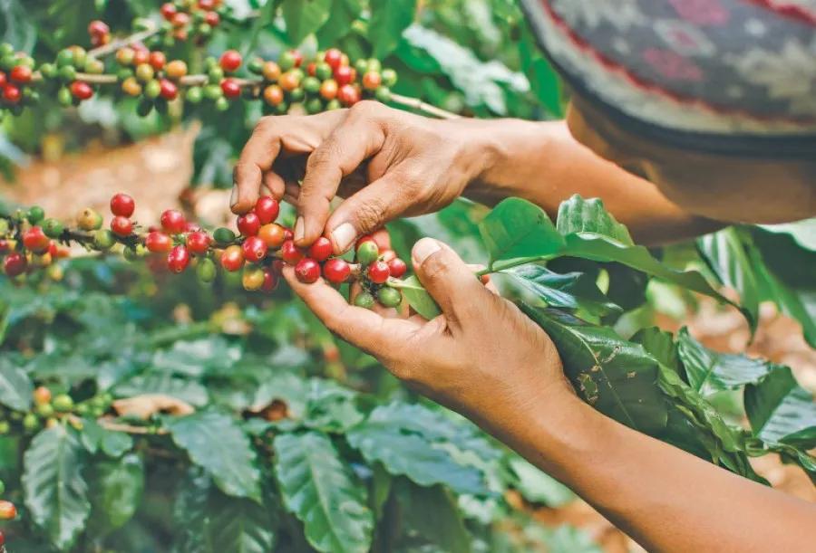 coffee-farm-in-nepal-1_optmoj