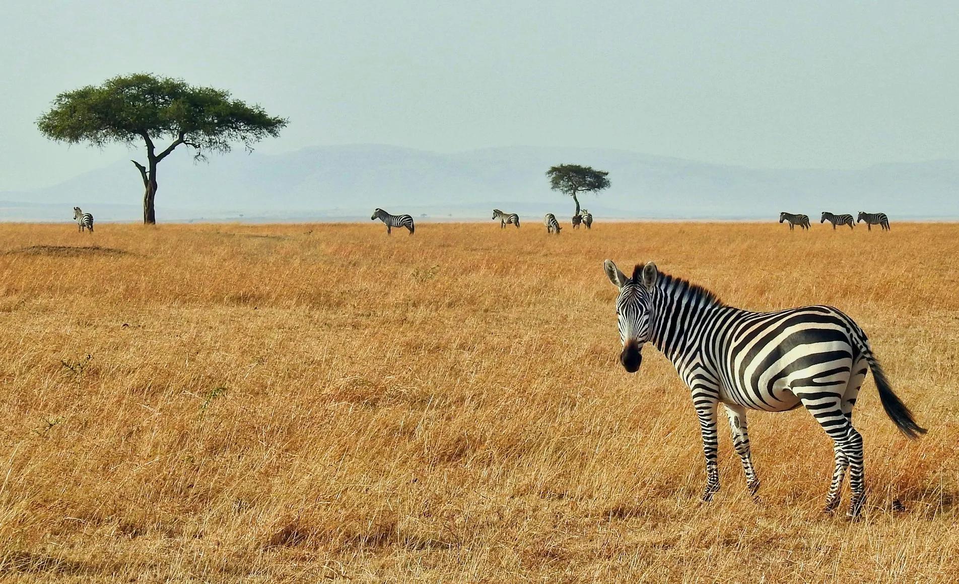 Africa