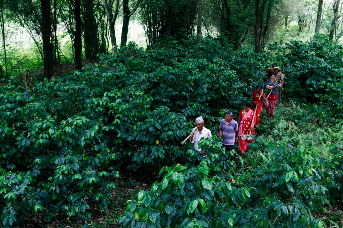 coffee-farm-in-nepal_bqsxrq