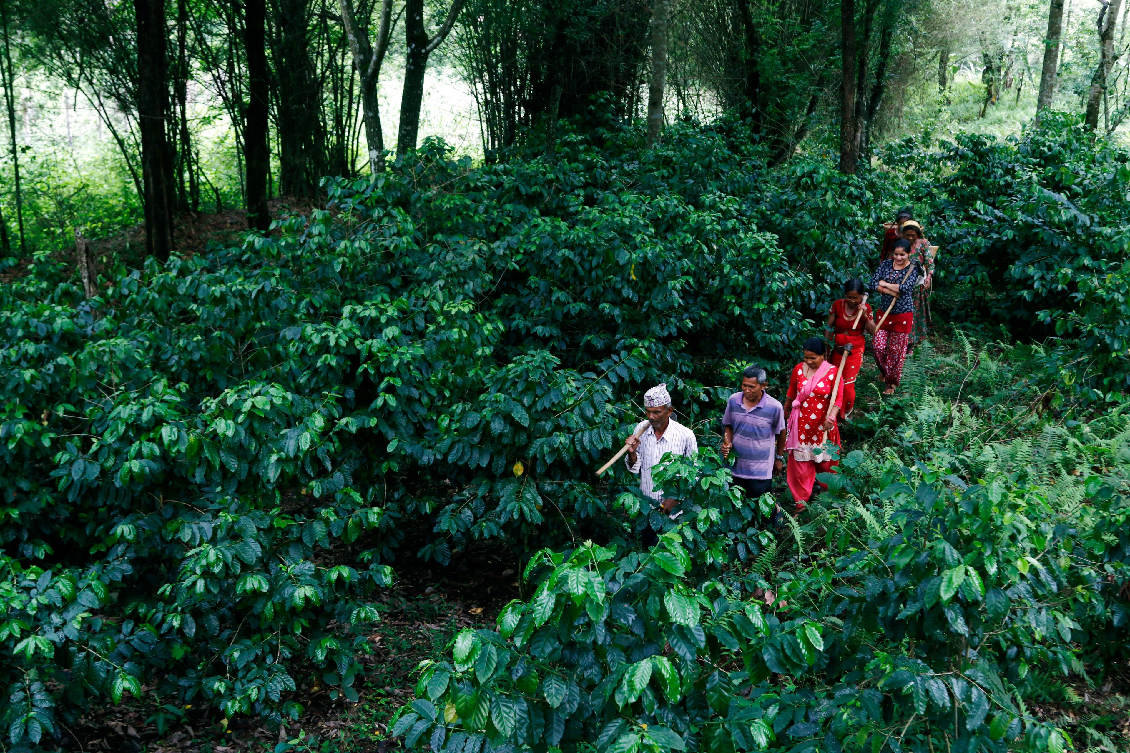 coffee-farm-in-nepal_bqsxrq