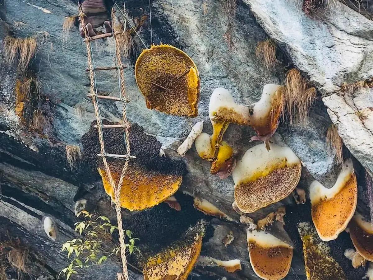 honey-hunting-in-nepal (1)