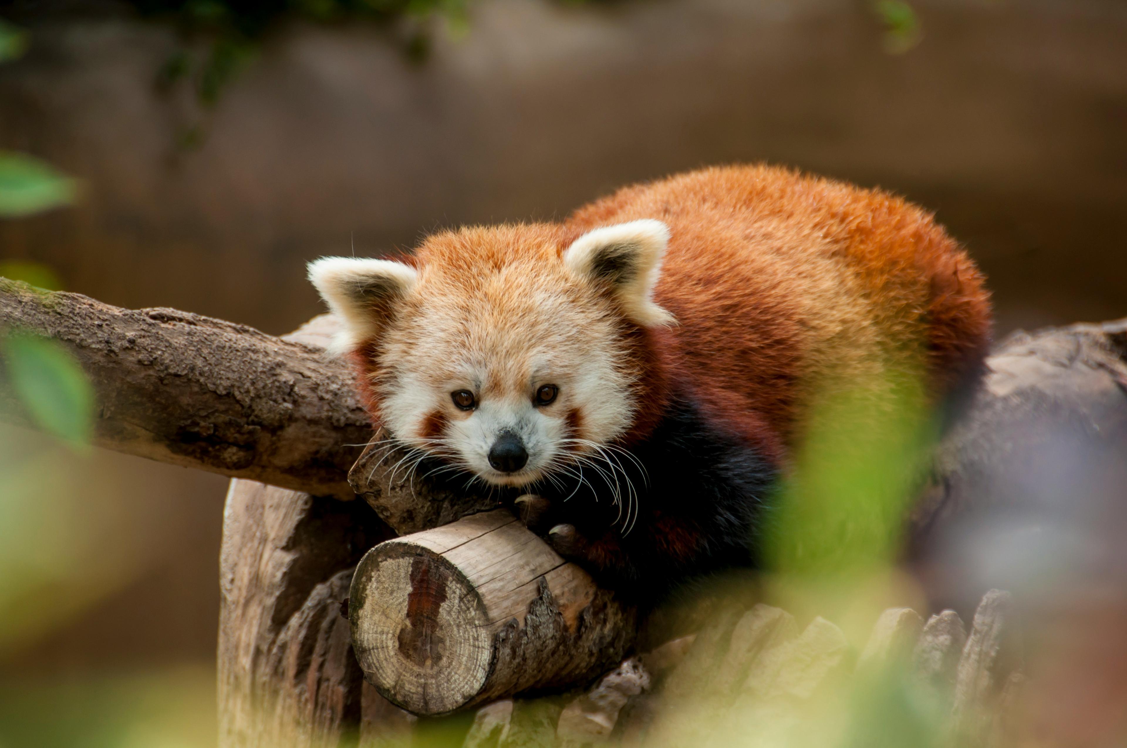 Red Panda's Home