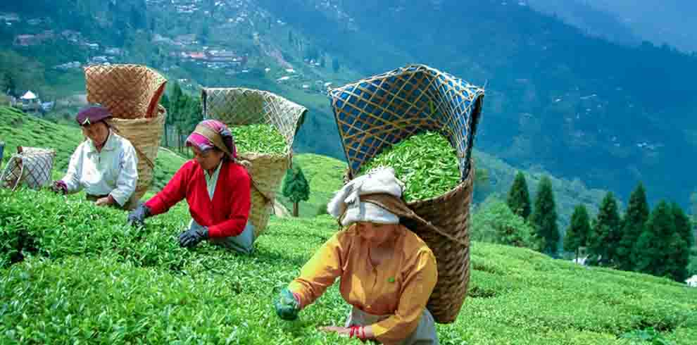 discover sikkim and darjeeling tour, sikkim and darjeeling tour