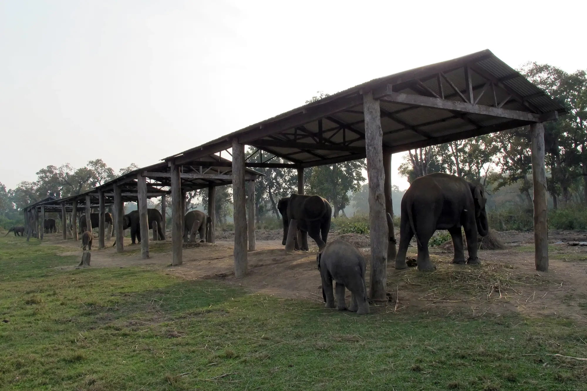 elephant breeding